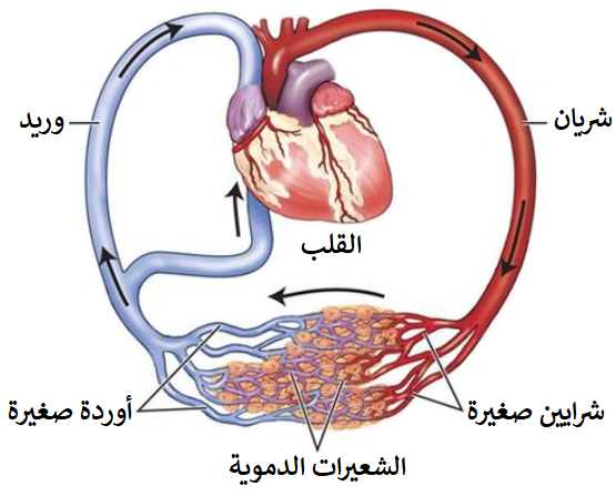 جهاز الدوران